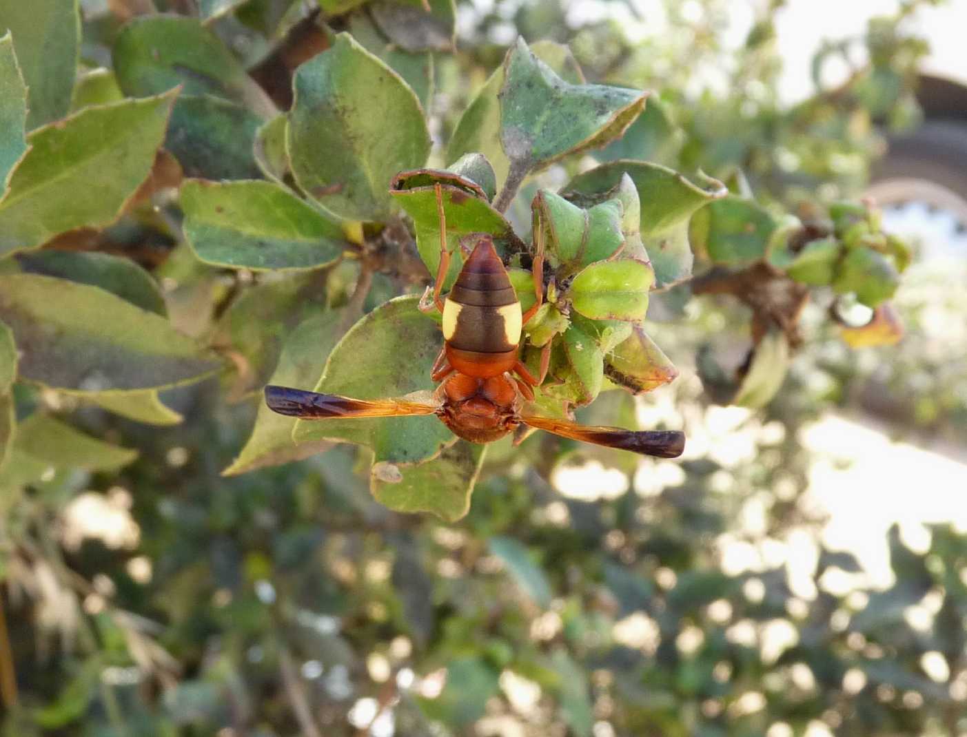 Rhynchium oculatum (Vespidae Eumeninae)